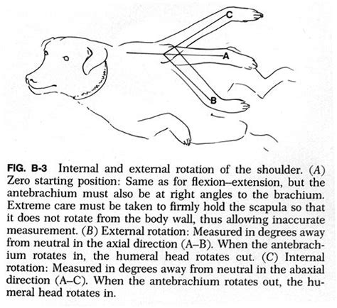 159 best images about Anatomy - animal - canidae on Pinterest