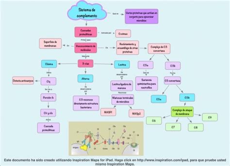 Fisiología Medica Sistema De Complemento