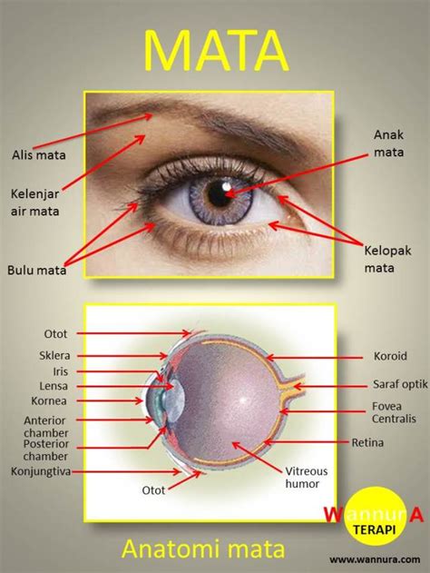 Detail Anatomi Mata Manusia Koleksi Nomer 18