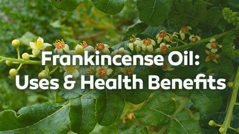 frankincense oil uses | Nutrition Fox