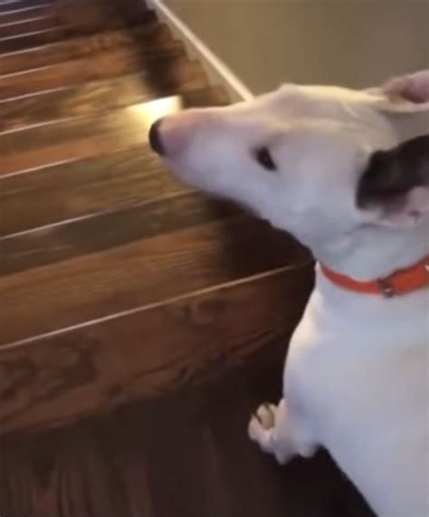 Dog Flies Down The Stairs In Hilarious Video