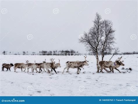 Reindeer Flock Walked In Rows Stock Image Image Of Snow Travel