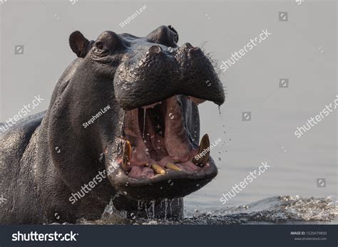 Angry Hippo Emerges Out River Stock Photo 1520479850 | Shutterstock