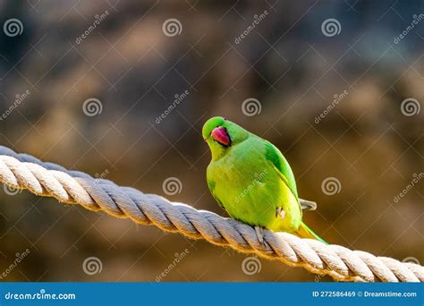 Rose-Ringed Parakeet stock image. Image of nature, bird - 272586469