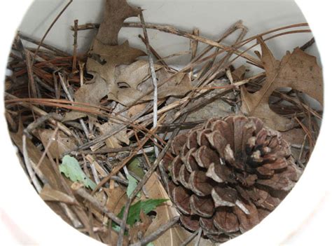 Vickie Henderson Art: Purple Martins--Nesting Behavior