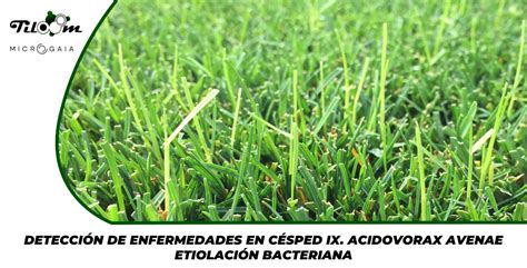 Detección de enfermedades en césped IX Acidovorax avenae