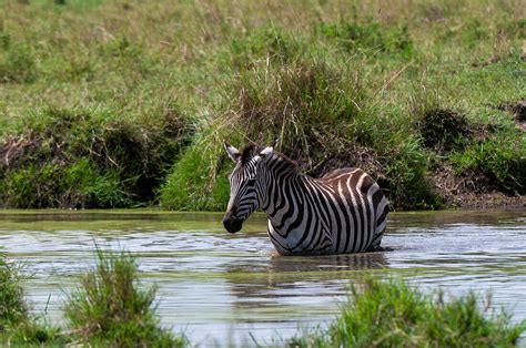 A Common Zebra Equus Quagga Bathing In License Image