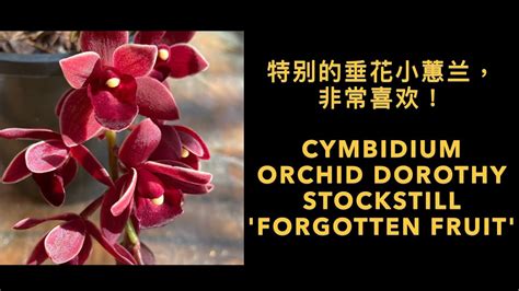 GS 46 好特别的垂花小蕙兰非常喜欢 Cymbidium orchid Dorothy Stockstill Forgotten