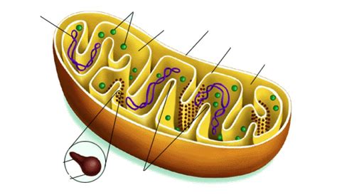 Juegos De Ciencias Juego De Partes De Una Mitocondria Cerebriti