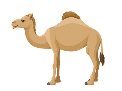 Camel Cartoon Clip Art