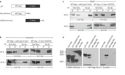 Snap Sensitive Interaction Of Lc Nh And Cooh Terminal Domains A