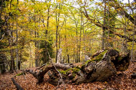 Galer A Madridiario El Tiempo Del Hayedo La Reserva Natural De