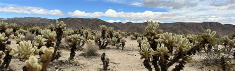 Cholla Cactus Garden, California - 2,066 Reviews, Map | AllTrails