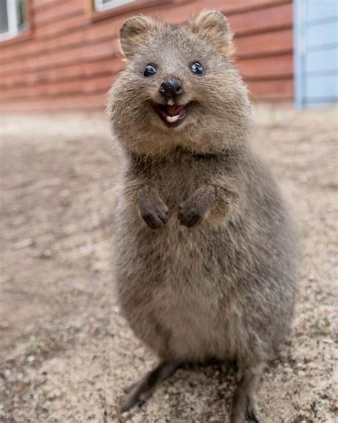 43 Quokka Smiling Information