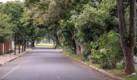 Proposta do Plano de Arborização de Umuarama já está disponível para