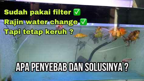 Penyebab Air Aquarium Berkabut Cara Menjernihkan Air Aquarium YouTube