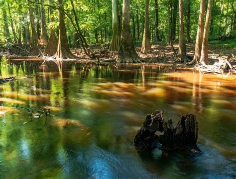 Why Congaree National Park is a Must-Visit SC Destination |Dogwood Alliance
