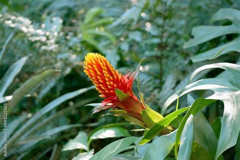 An Orange And Yellow Flower In The Middle Of Green Leaves