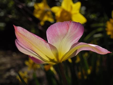 Premium Photo | Tulips in the garden