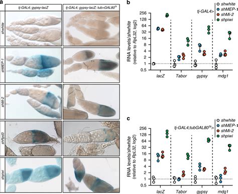 The Ovarian Somatic Depletion Of Mep 1 Or Mi 2 Results In Te And Te