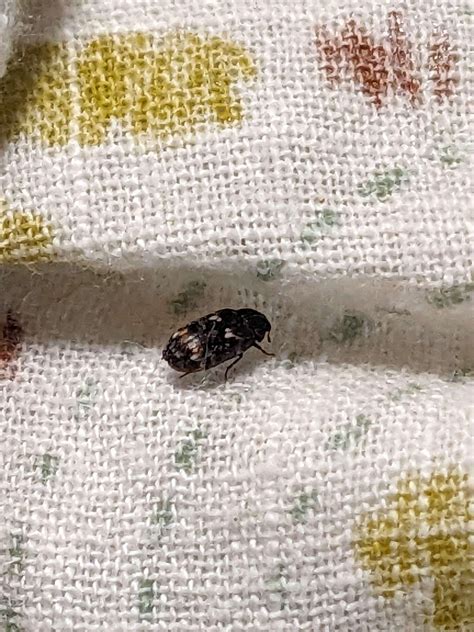 carpet beetle? : r/whatsthisbug