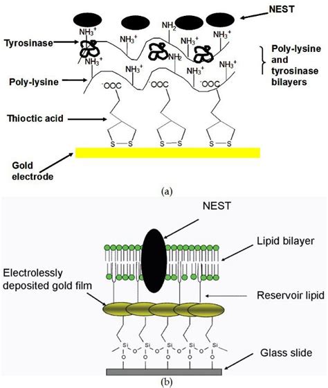 Neuropathy Target Esterase Biosensor IntechOpen