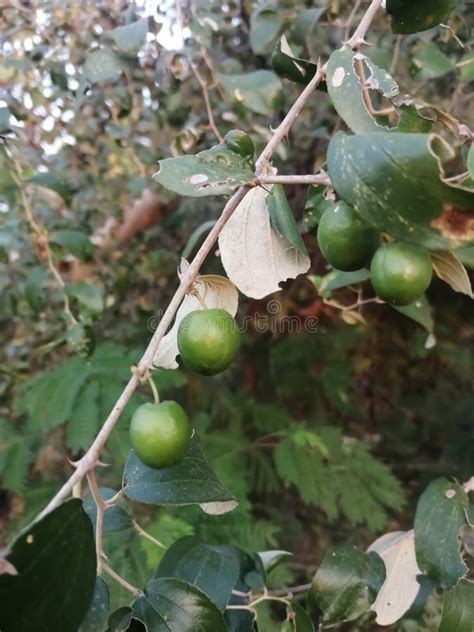 Jackal Food Plant Stock Photos Free And Royalty Free Stock Photos From