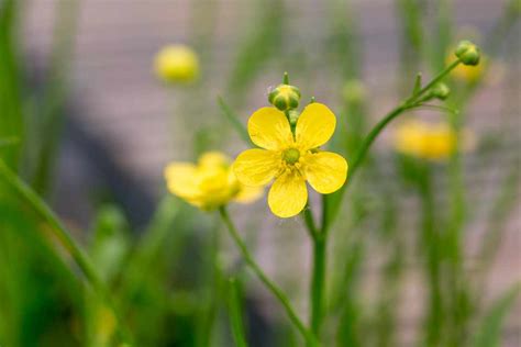 Ranunculus Flammula Lesser Spearwort Bbc Gardeners World Magazine