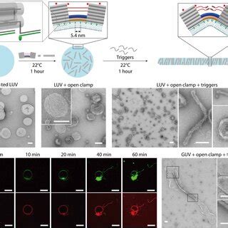 Membrane Tubulation Driven By Dna Clamp Actuation A A Schematic Of