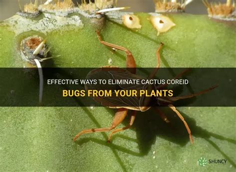 Effective Ways To Eliminate Cactus Coreid Bugs From Your Plants Shuncy