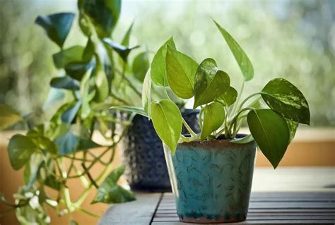 Planta Jiboia Dicas Essenciais De Cuidados