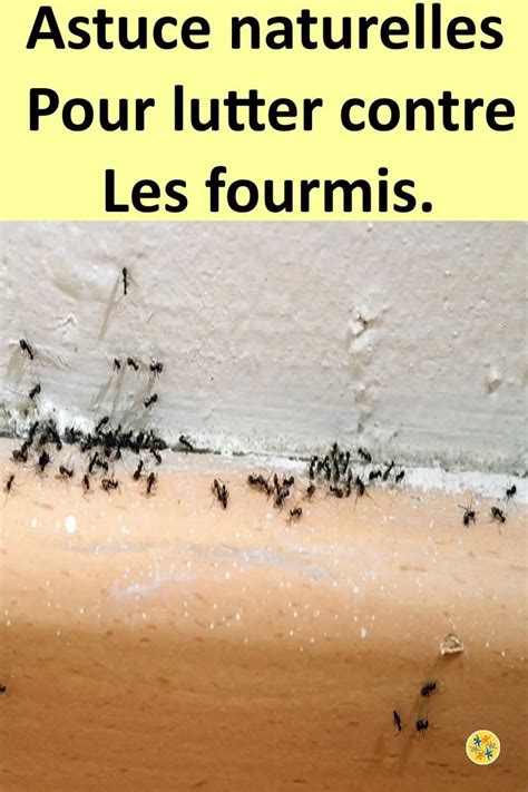 Lutter Contre Les Fourmis Par Une Solution Efficace Contre Les