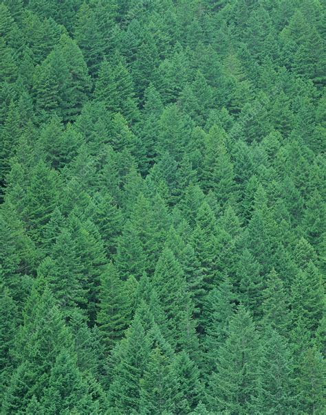 Evergreen Coniferous Forest Stock Image E640 0236 Science Photo