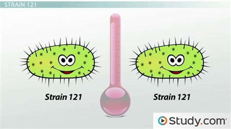 Thermus Aquaticus and Other Thermophiles: Definition & Examples - Video & Lesson Transcript ...