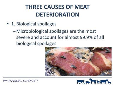 Meat Processing | PPT