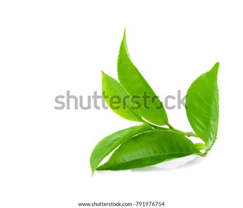 Green Tea Leaf Isolated On White Stock Photo Edit Now