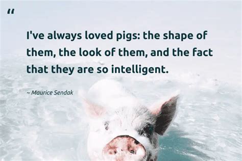 25 Pig Quotes to Adore the Lovable Swine (2024)