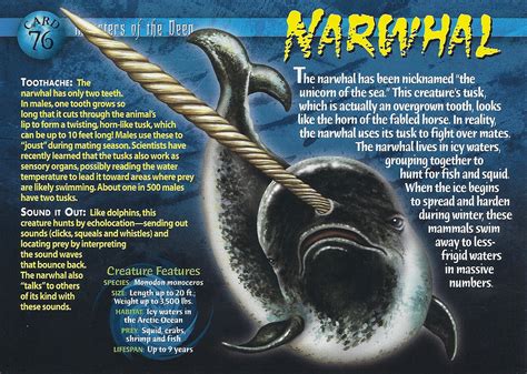 Narwhal | Weird n' Wild Creatures Wiki | Fandom