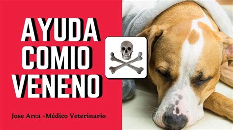 🎯como Ayudar A Un Perro Que Comio Veneno 3 Tecnicas Caseras Para