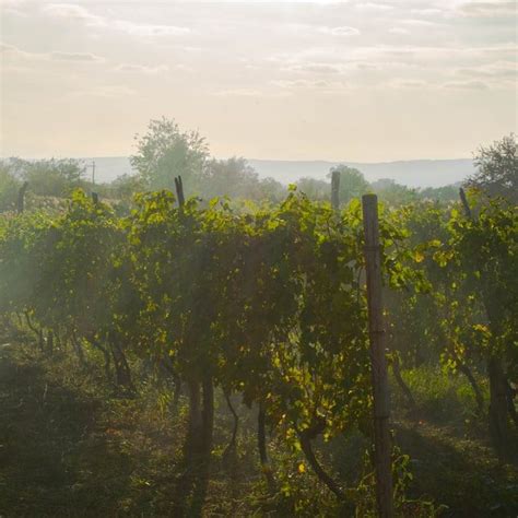 Góry i wino Gruzja Armenia