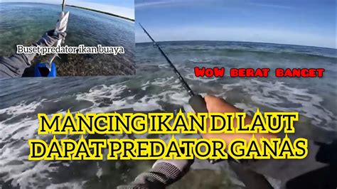 MANCING IKAN DI LAUT DAPAT PREDATOR GANAS YouTube