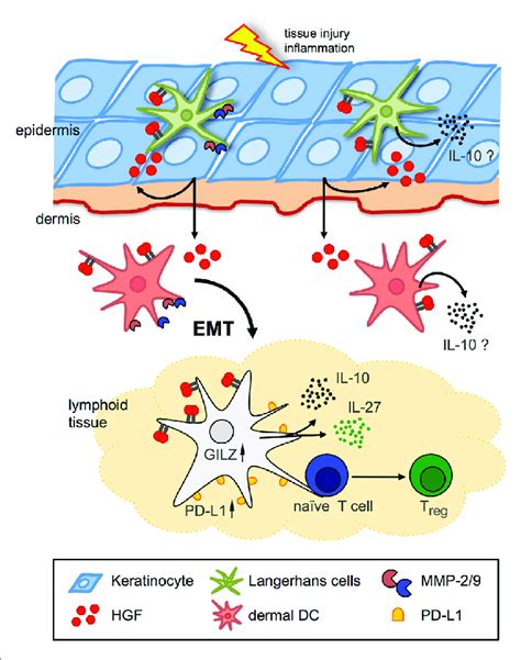 Hepatocyte Growth Factor Hgf Met Signaling In Langerhans Cells