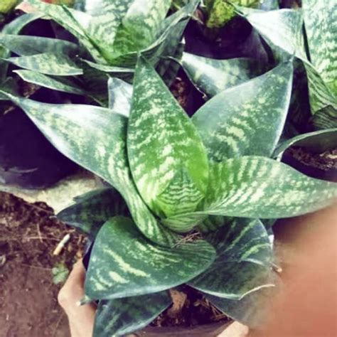 Jual Lidah Mertua Mini Sansivera Kodok Sansiviera Sansevieria