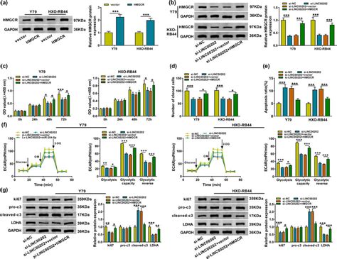 Linc Silence Represses Rb Cell Proliferation And Glycolysis And