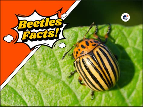 15+ Beetle Facts You Need to Know Right Now! (Free Printables)