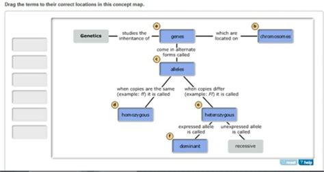 Can You Correctly Organize These Terms Associated With Mendelian