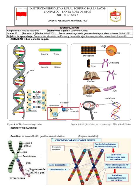 4.1 Cuadro de Punnett | PDF | Dominancia (Genética) | Genética