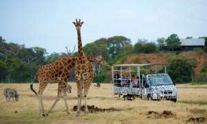 Werribee Zoo - tickets, prices, safari bus, animals, meet the keepers