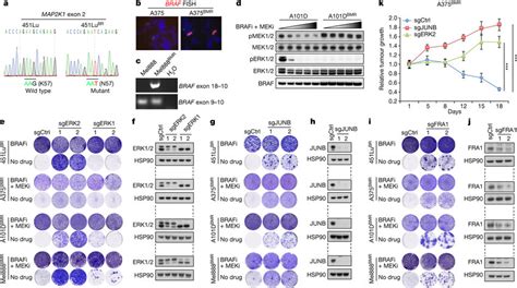 Conserved Drug Addiction Pathway In Multiple Cell Lines With Distinct