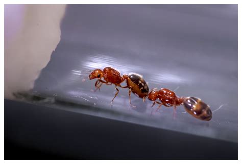 Queen Ant ID Solenopsis Xyloni Eaton Canyon Park CA Big Photo